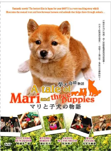 爱犬的奇迹