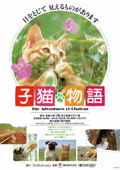 小猫的故事